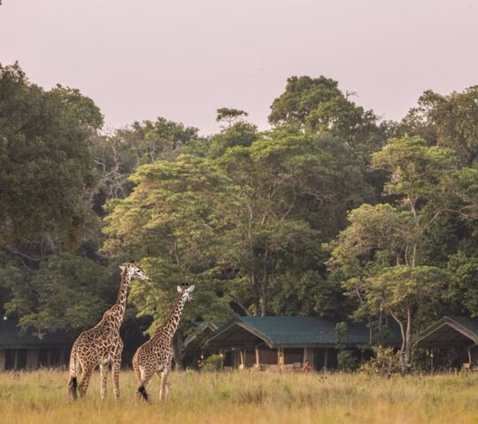 Two giraffes standing in a grassy field in front of safari tents and a lush green forest.