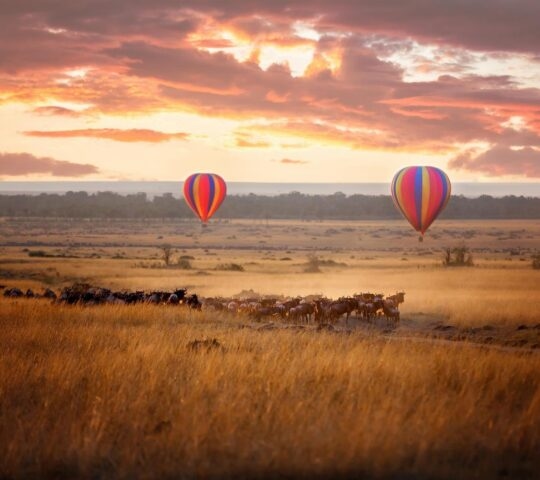 Two hot air balloons floating above a herd of wildebeest in the Maasai Mara at sunrise