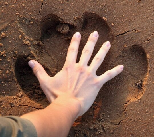 A man's hand hovering over a hippo footprint in the mud on a walking safari in Africa