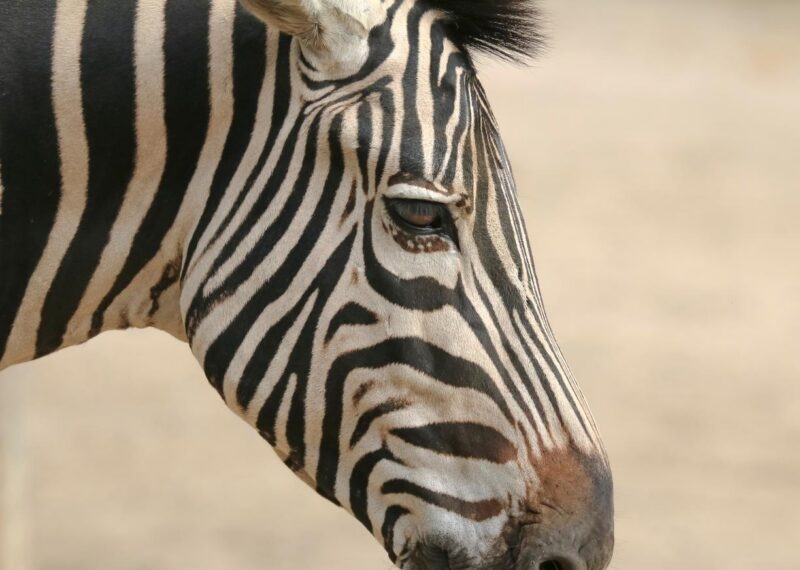 Close up photo of a Grevy's zebra face