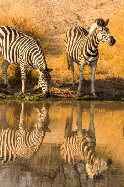 The Ultimate Kenyan Safari