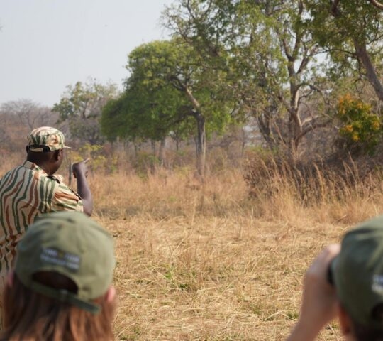 A walking safari guide pointing out wildlife to two tourists in Zambia