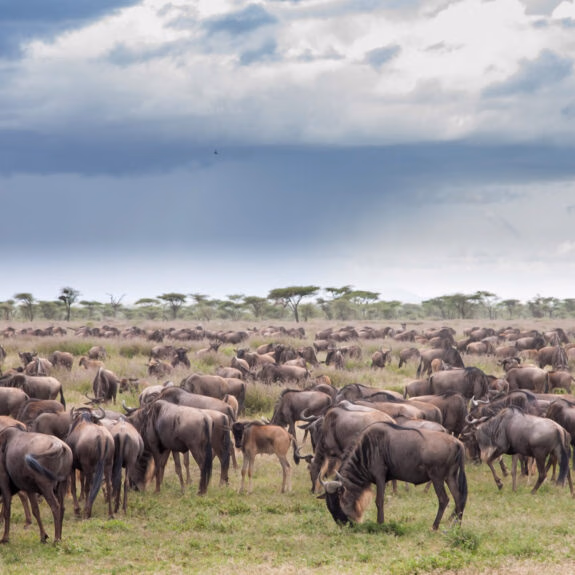 The Ultimate Guide to the Great Wildebeest Migration thumbnail