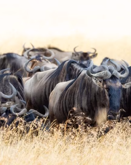 Our Guide to the Great Migration in Kenya