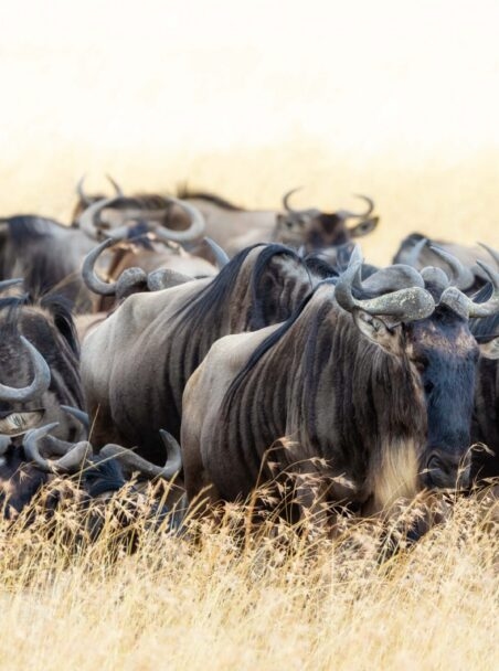 Our Guide to the Great Migration in Kenya