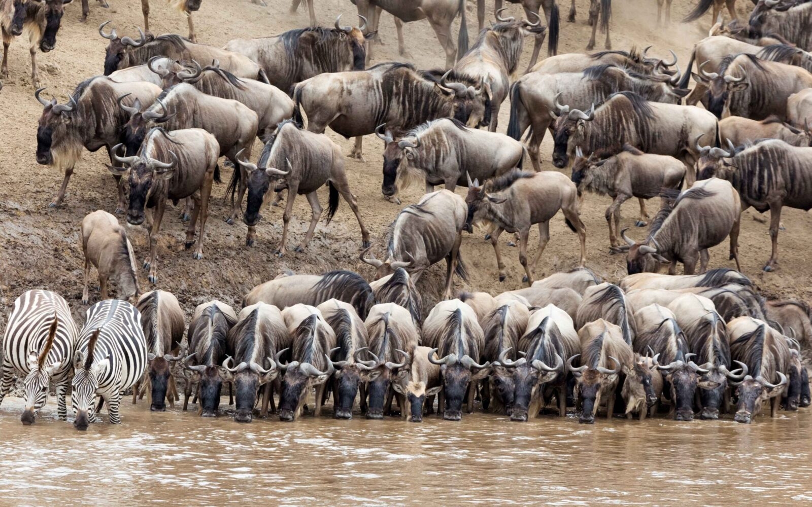 Wildebeest and zebra drink from the Mara River.