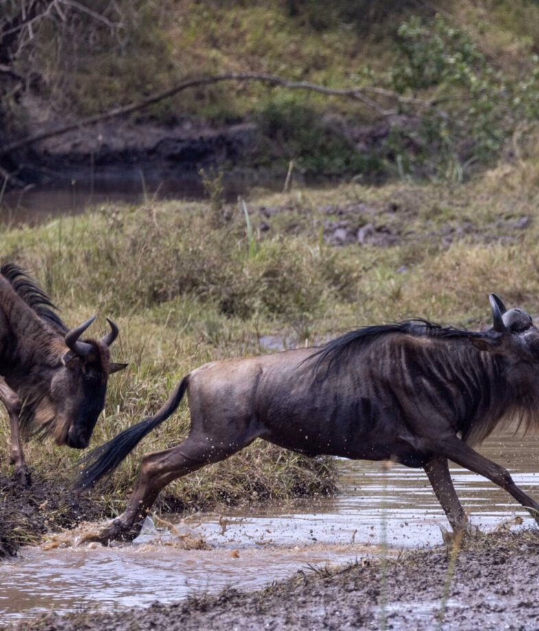 Wildebeest leap over river as they migrate between Tanzania and Kenya and massive herds cross the open plains