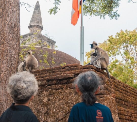 Monkeys sitting on ancient brick ruins at a sri lanka medieval city with a large stupa in the background.