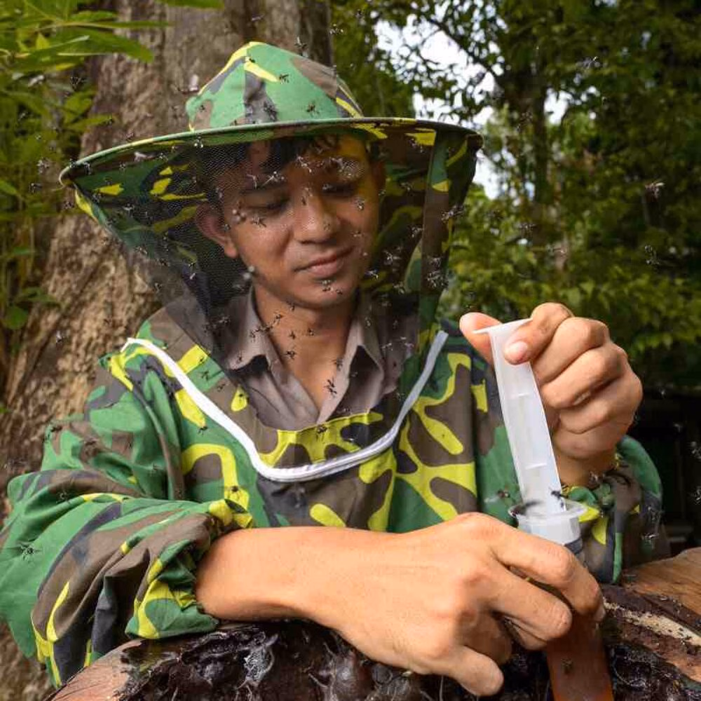 Beekeeper in a mesh veil harvesting honey from a stingless beehive with a syringe.