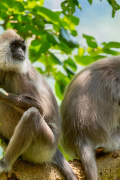A Spectacular Safari Through Sri Lanka