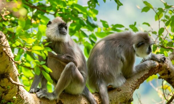 A Spectacular Safari Through Sri Lanka