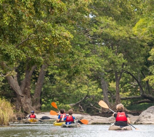 Several kayakers with orange paddles navigating a river surrounded by lush jungle foliage and large rocks.
