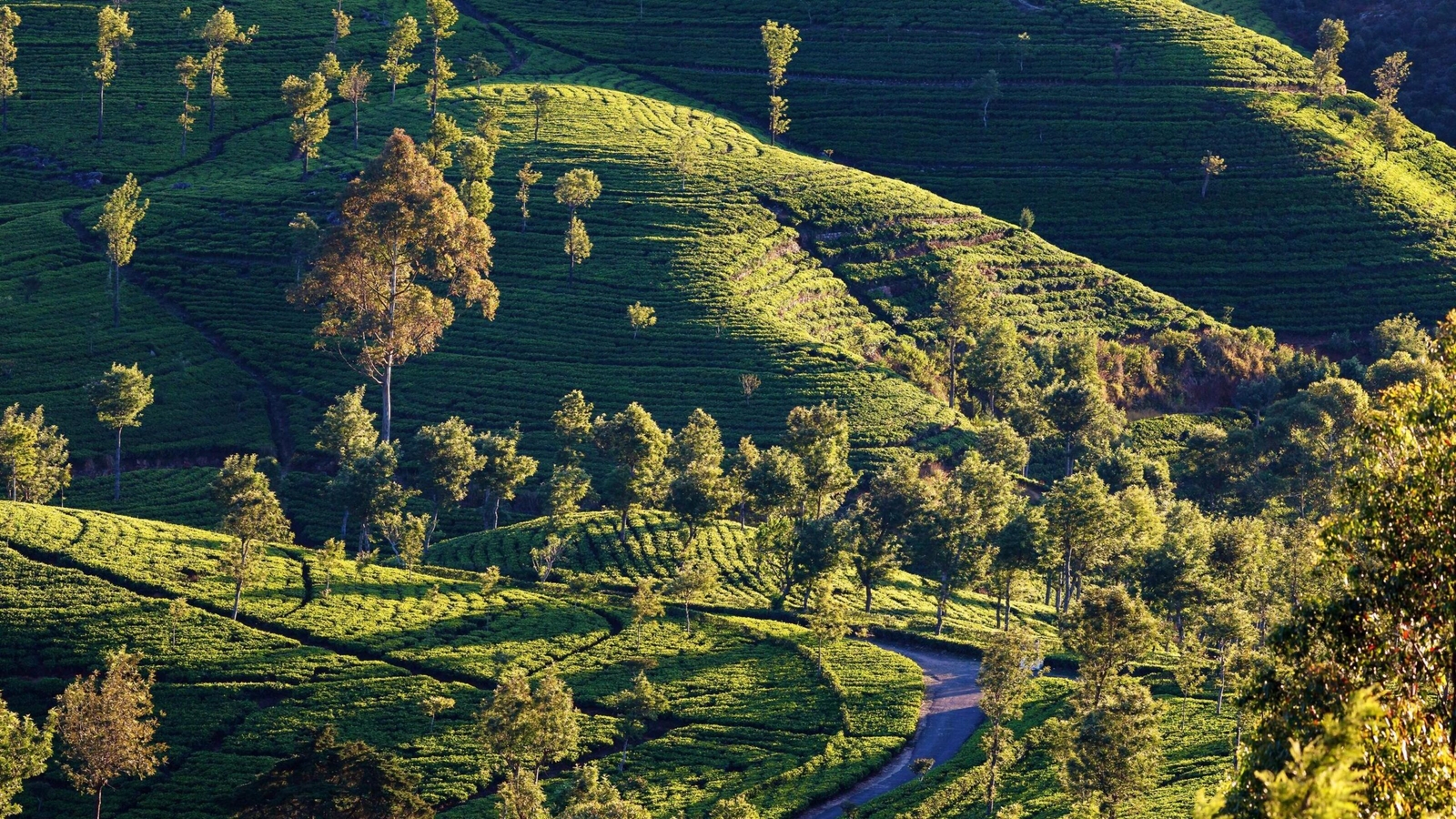 Aerial view of terraced green tea plantations on undulating hills in the Sri Lankan countryside.