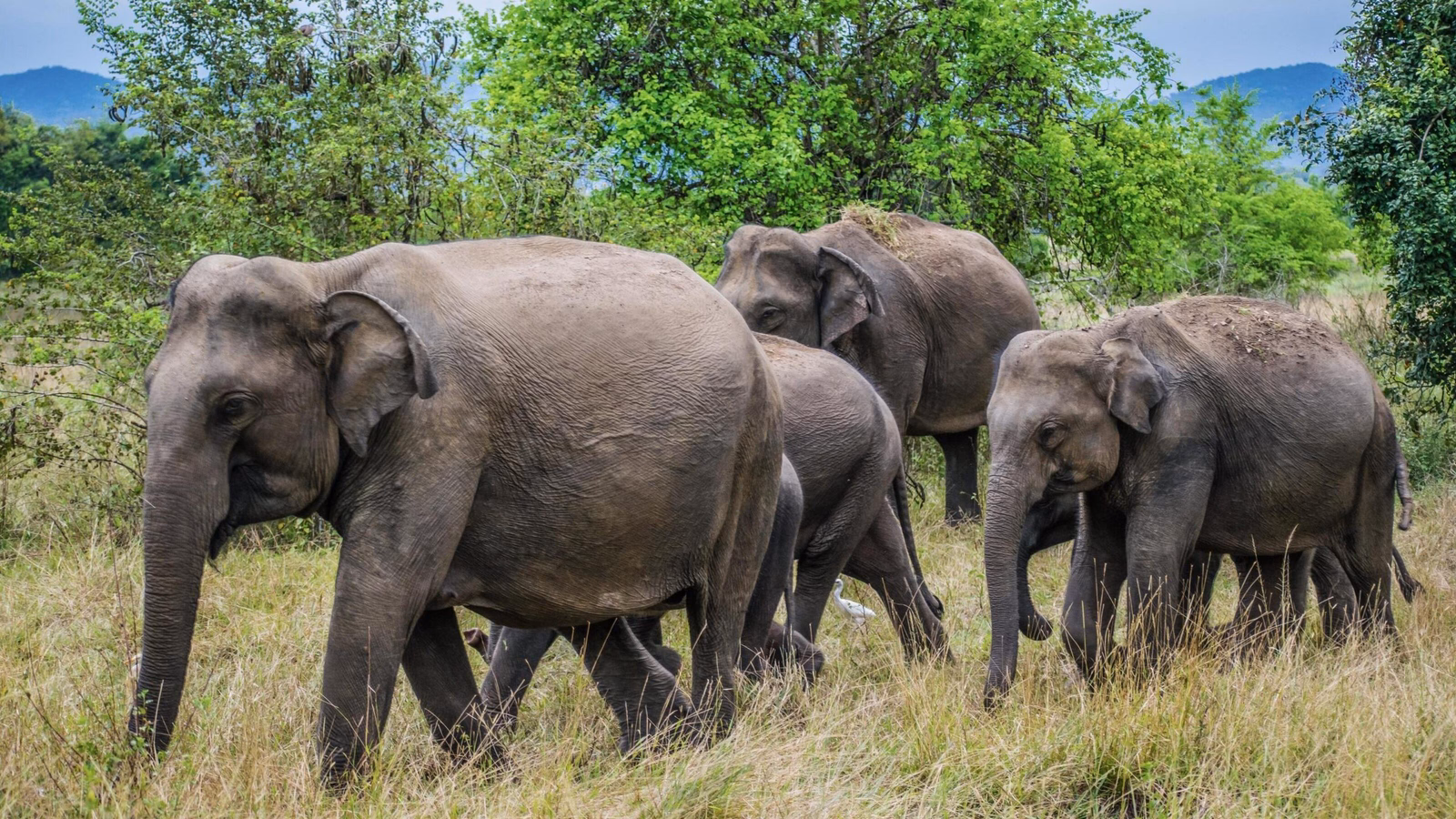 Several wild elephants walking through a grassy field with green trees in the background.