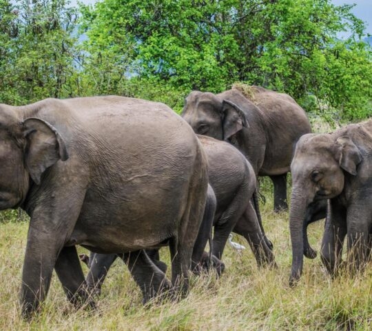 Several wild elephants walking through a grassy field with green trees in the background.