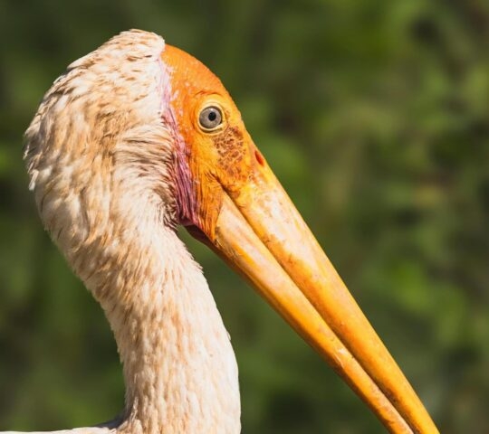 Detailed head and neck shot of a painted stork with an orange face and a long downward-curving beak.