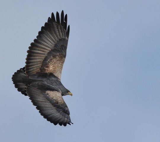 A black chested buzzard in flight against blue sky in Patagonia