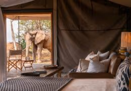 Wilderness Ruckomechi Camp