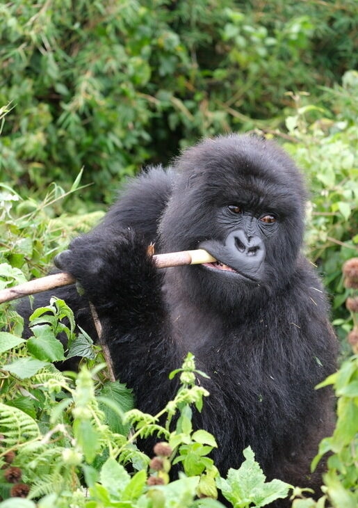 A gorilla in the forest chewing a piece of wood