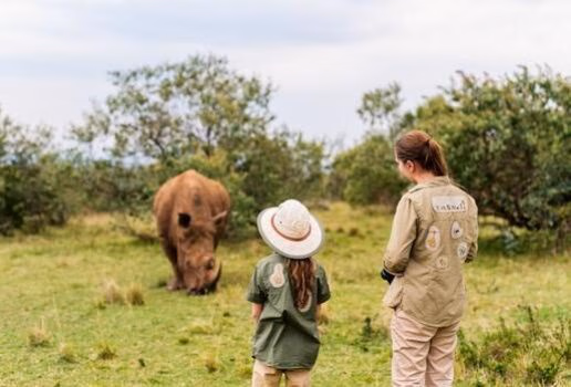 Gorillas, chimpanzees and rhinos can all be observed by trekking on foot