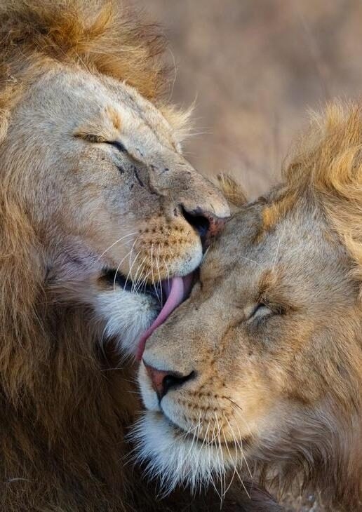 Catch predators in action on morning game drives