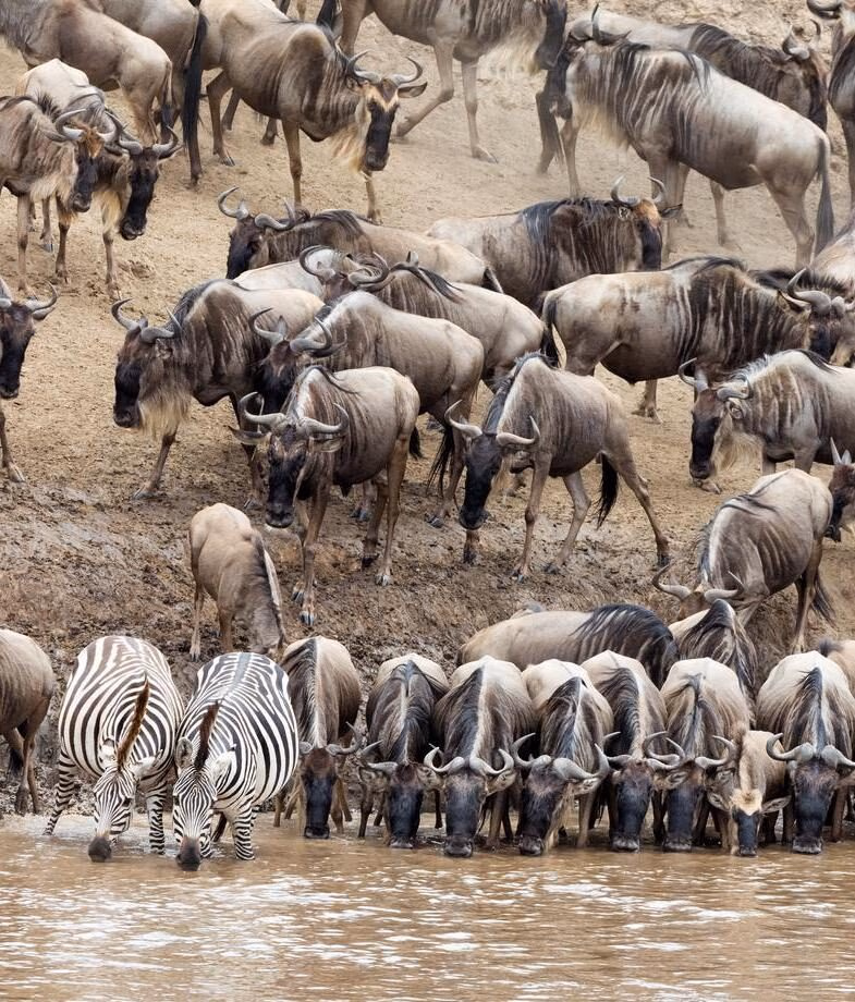 Spot giraffes in the Maasai Mara, and migrating wildebeest and zebras in the Serengeti