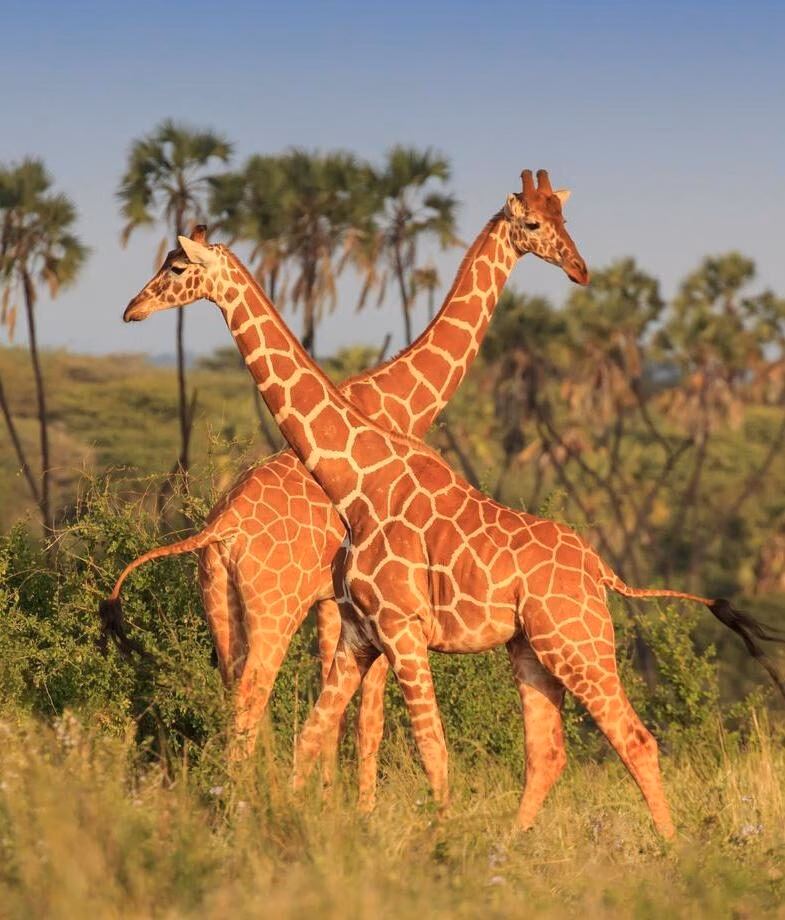 Spot giraffes in the Maasai Mara, and migrating wildebeest and zebras in the Serengeti