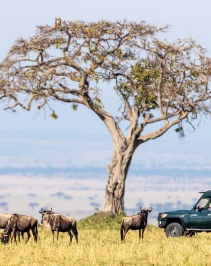 Guide to the wildlife of East Africa