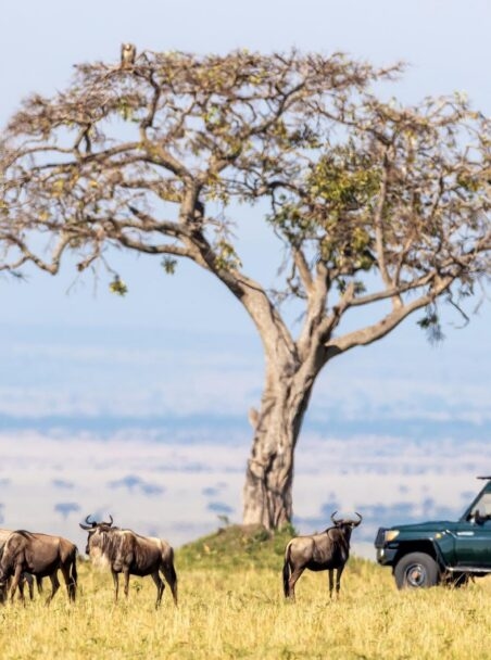 A Guide to the Wildlife of East Africa