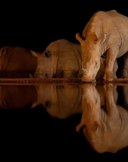 A Guide to Night Safaris