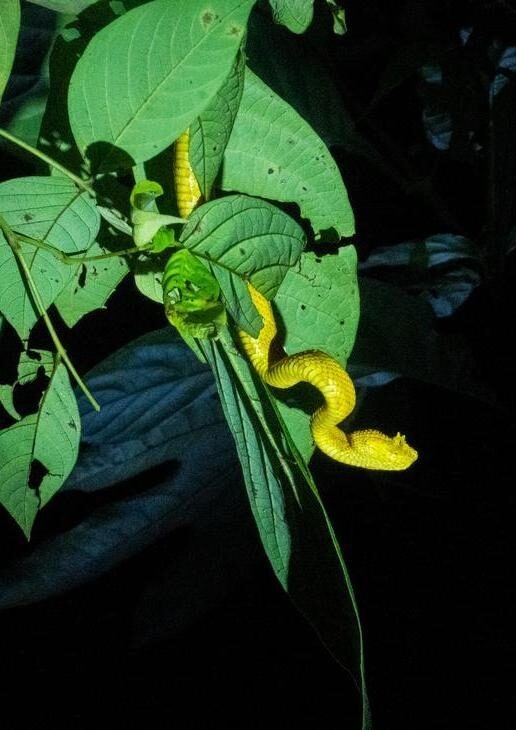 Latin America's biodiversity includes a vibrant range of colours, seen on snakes, frogs and even bioluminescence