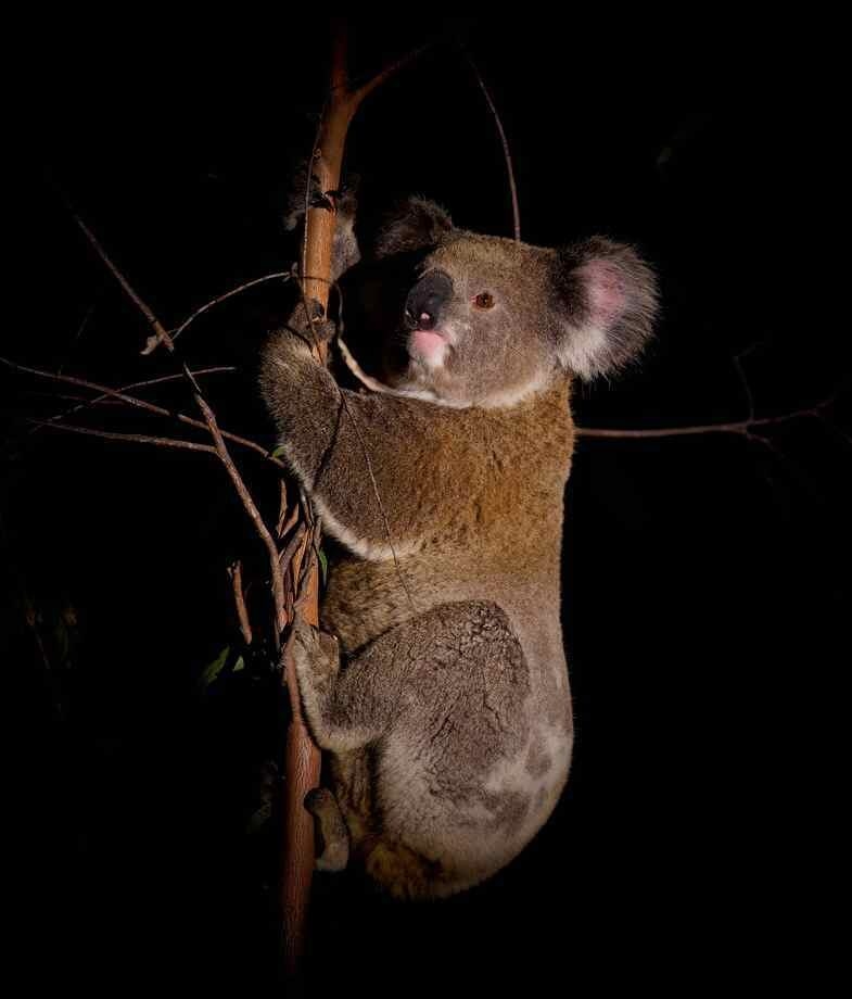 Spot endemic species such as Sunda clouded leopards and koalas