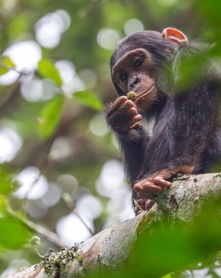 A guide to chimpanzee trekking in East Africa