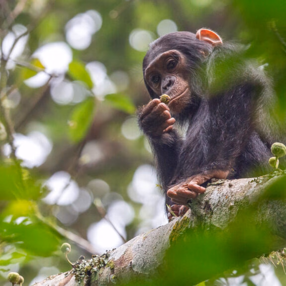 A guide to chimpanzee trekking in East Africa thumbnail