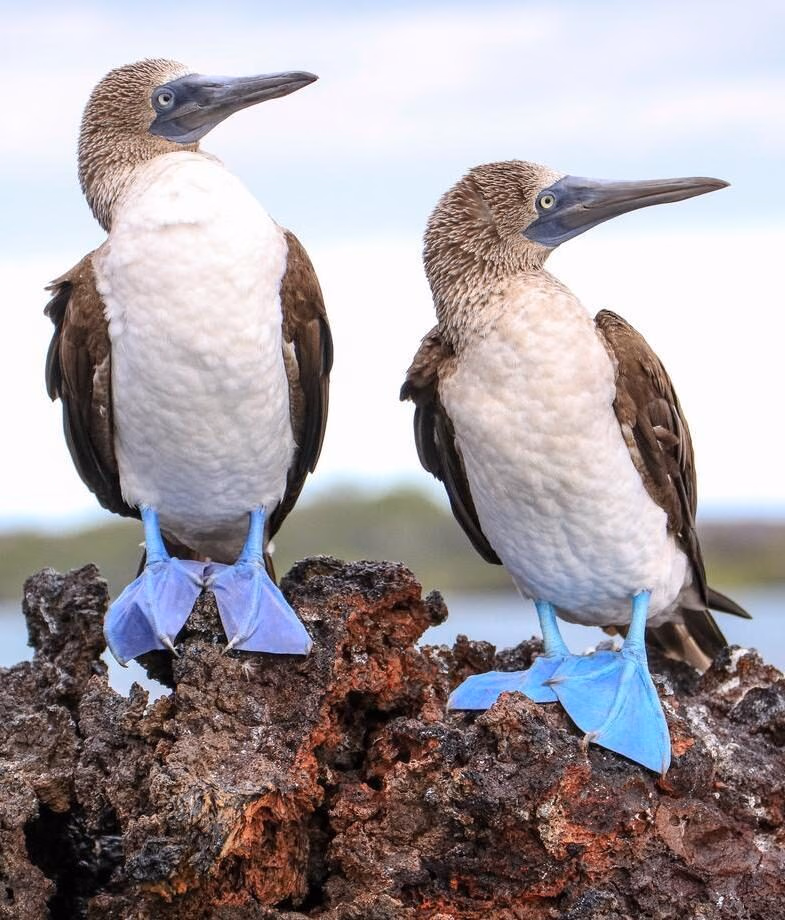 Two blue footed boobies perched side by side on a rock in the Galapagos islands