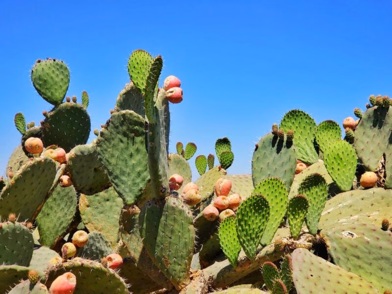 Green prickly pear cactus with red fruit under a blue sky in Mexico.