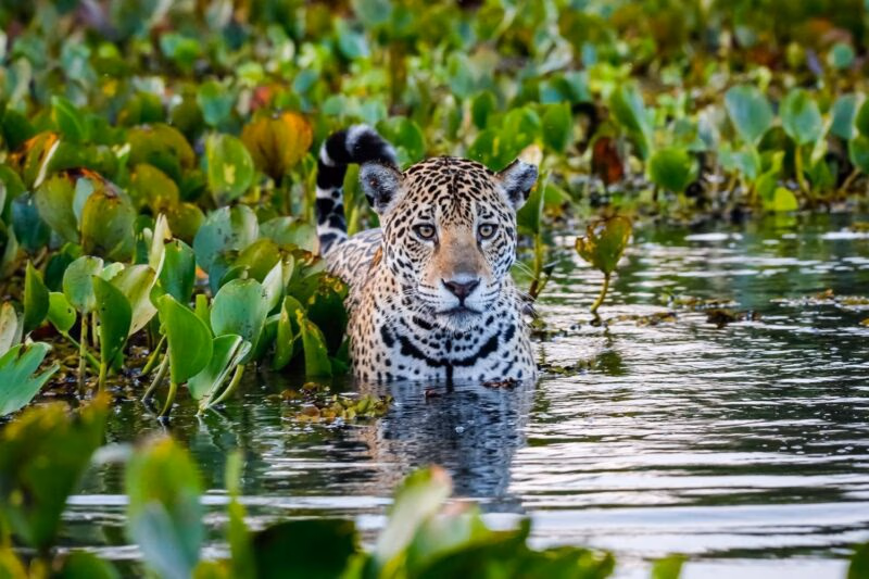 A jaguar swimming through green water plants in the Brazilian Pantanal.