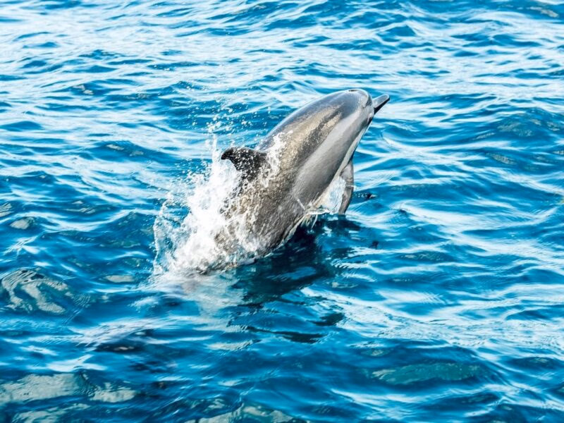 A dolphin jumping out of the blue ocean water in Fernando de Noronha, Brazil.