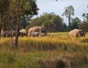 A herd of elephants trekking through long grass in Khao Yai National Park, Thailand