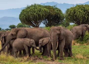 East Africa thumbnail