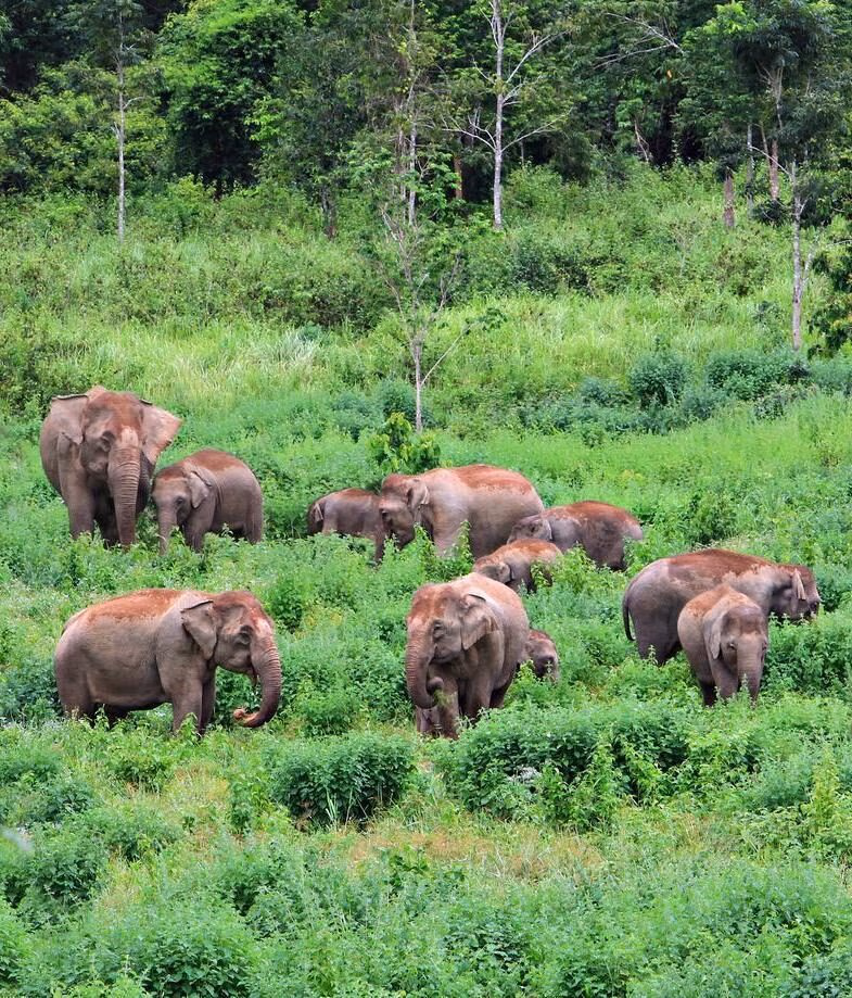 Spot elephants in Kui Buri, or explore the Phraya Nakhon cave