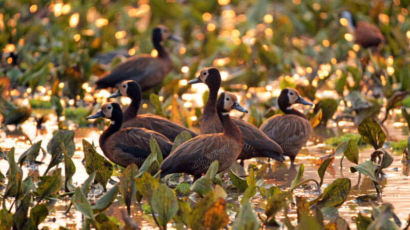 Several white-faced whistling ducks standing in a marsh at sunset in Gorongosa National Park.