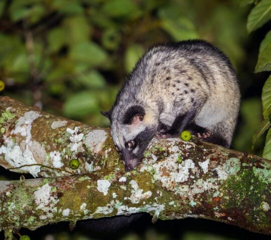 A civet cat sat on a branch illuminated at night time