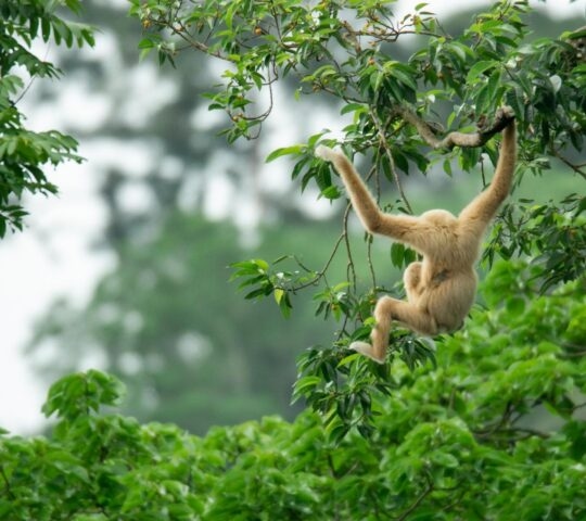 A gibbon swinging between tree branches in Khao Sok national park