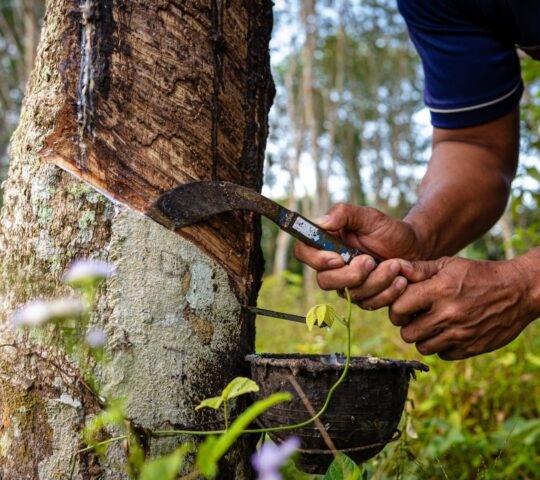 A man's hands using a tool to harvest rubber from a tree