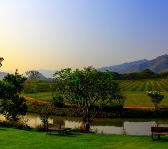 Benches with a view of vineyards at PB Valley Winery in Khao Yai