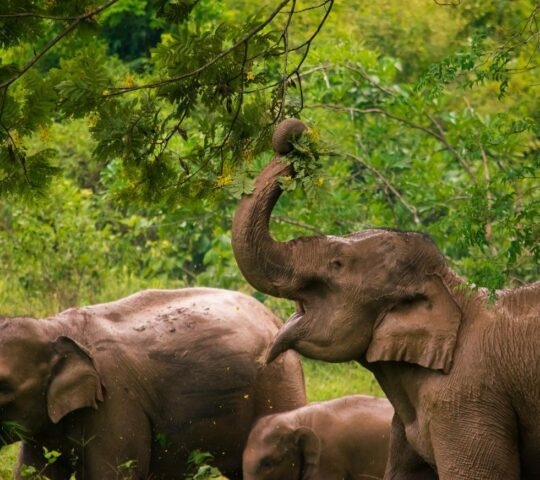 An elephant reaching with its trunk to eat leaves from a tree in Kui Buri, Thailand