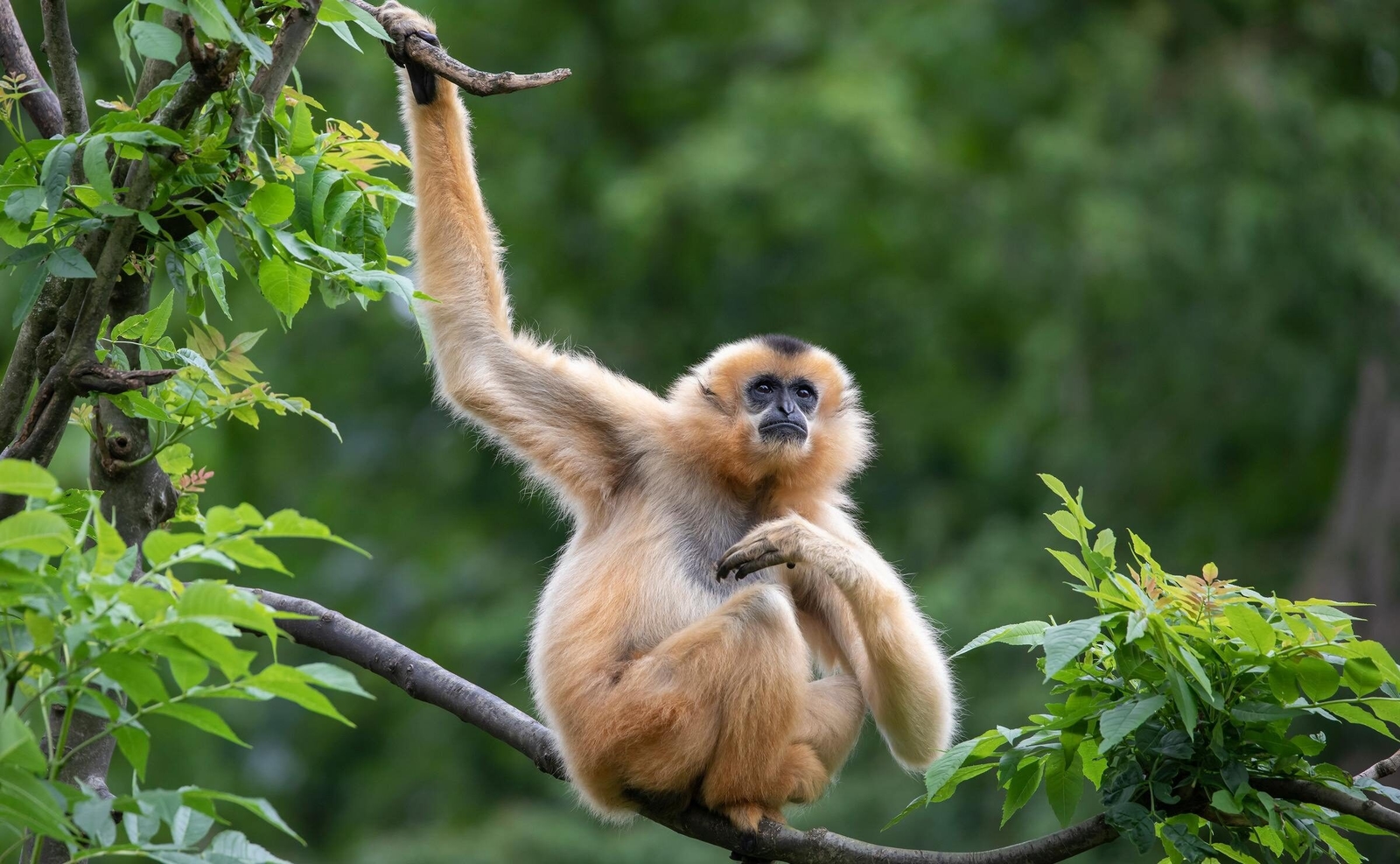 A female gibbon sat on a tree branch surrounded by greenery