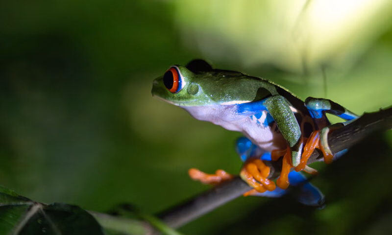 A close up of a red-eyed tree frog found in Costa Rica.