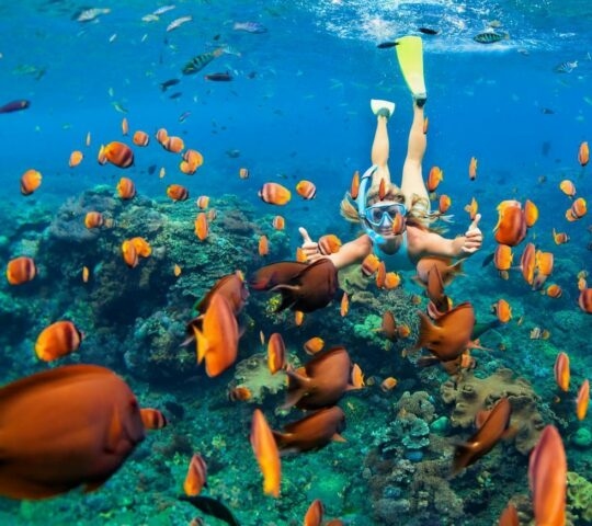 A woman snorkelling in blue water with a school of orange fish in the foreground